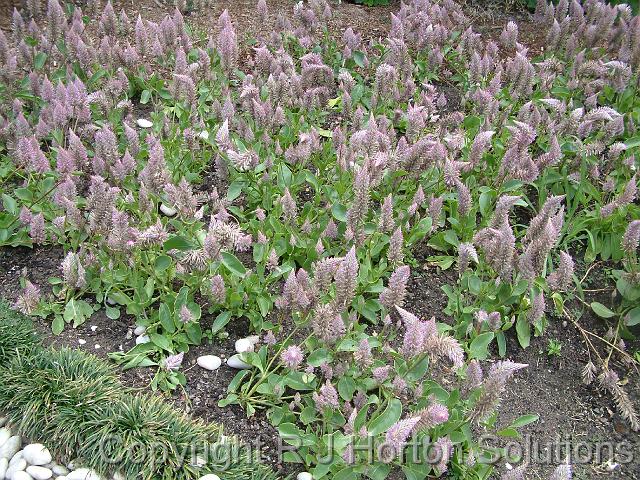 Ptilotus bed